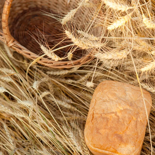 Freshly baked traditional bread in field of wheat Stock Picture