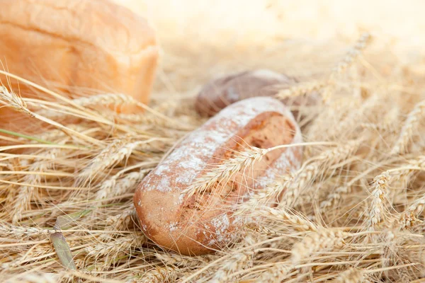 Versgebakken traditionele brood op gebied van tarwe Rechtenvrije Stockfoto's