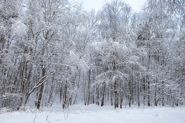 Zima w parku — Zdjęcie stockowe