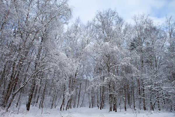 Zima w parku — Zdjęcie stockowe