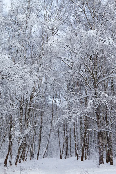 Hiver dans le parc — Photo