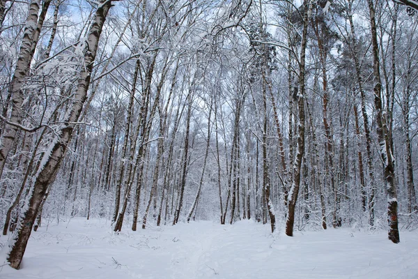 Vinter i parken — Stockfoto