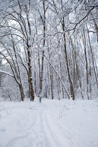 Зима в парку — стокове фото