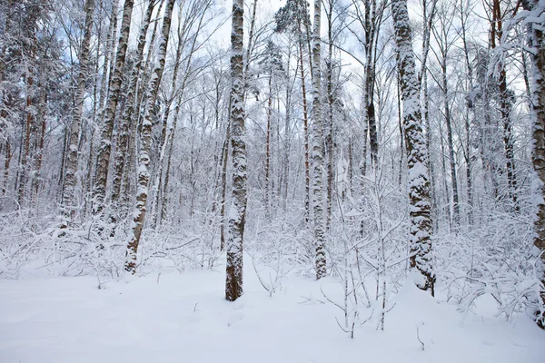 Inverno no parque — Fotografia de Stock