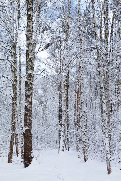 Vinter i parken — Stockfoto