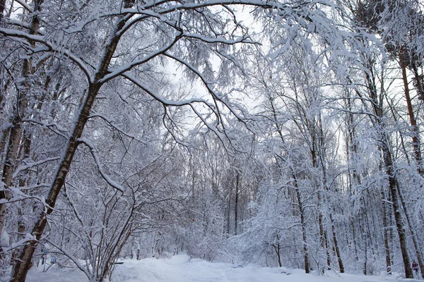 Parkta kış. — Stok fotoğraf