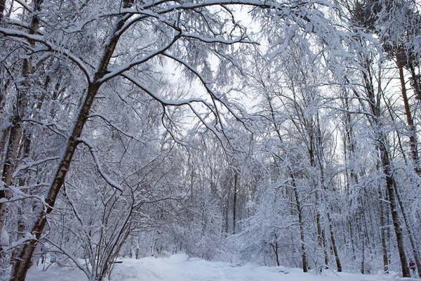 Hiver dans le parc — Photo