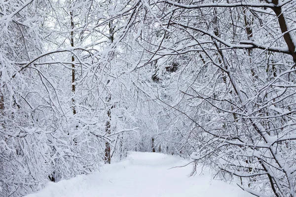 Hiver dans le parc — Photo