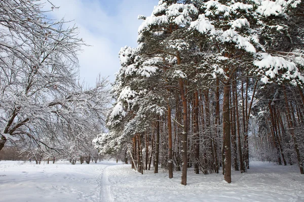 Inverno no parque — Fotografia de Stock