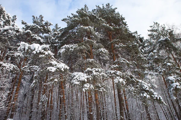 Inverno no parque — Fotografia de Stock