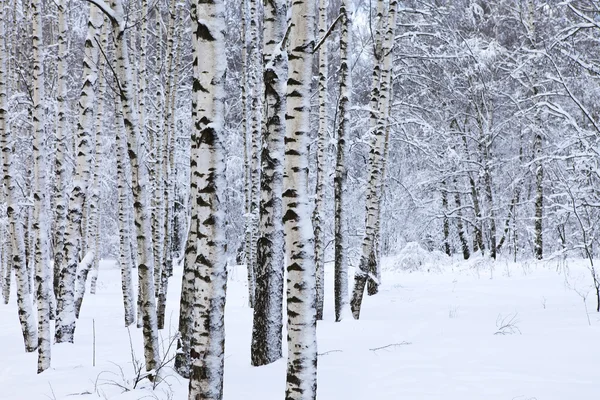 Winter in the park — Stock Photo, Image