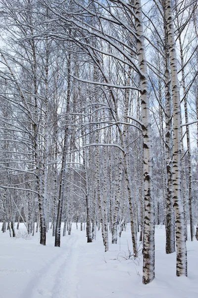 Inverno no parque — Fotografia de Stock