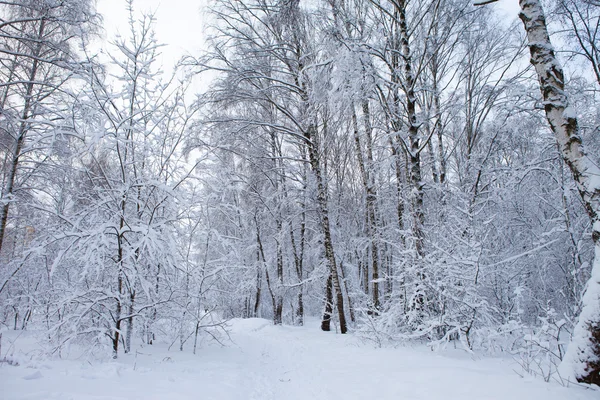 Hiver dans le parc — Photo