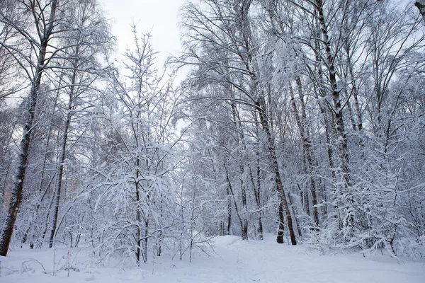 Hiver dans le parc — Photo