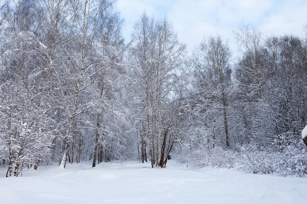 Hiver dans le parc — Photo