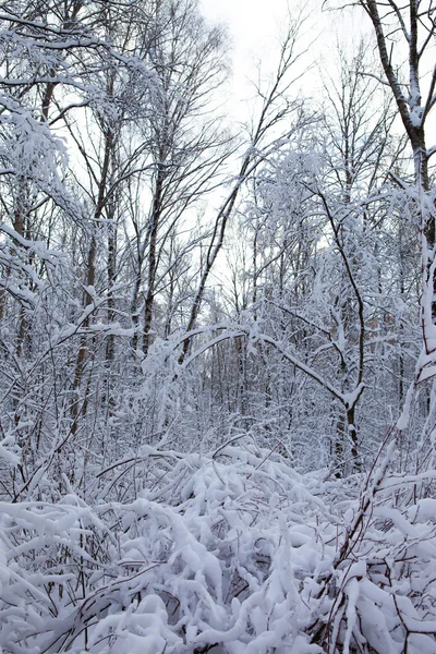Zima v parku — Stock fotografie