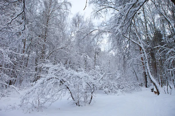 Hiver dans le parc — Photo