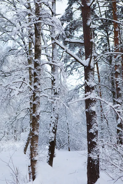 Inverno no parque — Fotografia de Stock