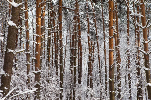 Зима в парку Стокове Зображення