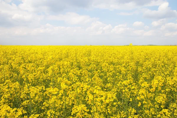 Rapsfrømark om foråret med overskyet himmel - Stock-foto