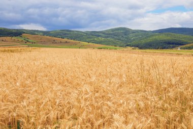 Bulutlu bir günde dağ eteklerinde, buğday alanı