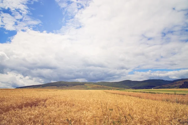 Wheat field and beautiful cloudy sky — Stock Photo, Image