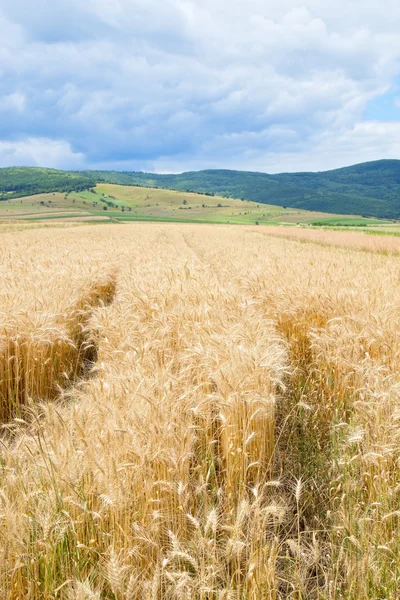 背景の山の範囲広い麦畑 — ストック写真