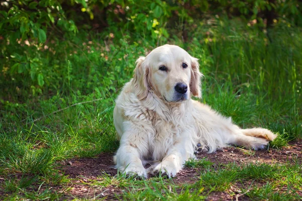 Lindo labrador branco olhando para a câmera — Fotografia de Stock