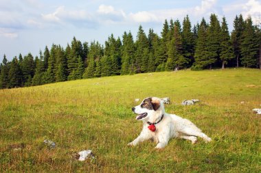 Güzel çoban köpeği de cephede dinlenme