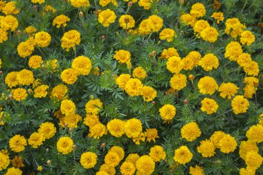 Sarı marigolds çiçek yatak
