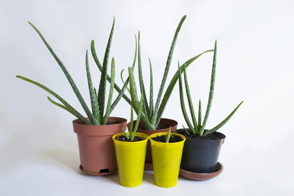 Aloe Vera Plante en pots — Photo