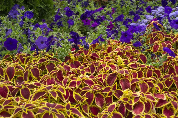 Coleus ve Cezayir menekşesi