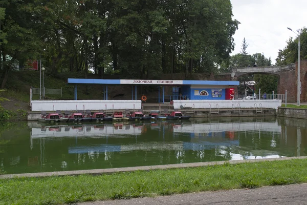 Два городских воробья — стоковое фото