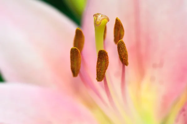 Pembe lily yakın çekim — Stok fotoğraf