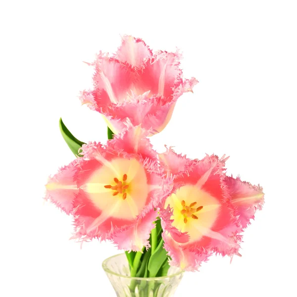 Terry tulips — Stock Photo, Image