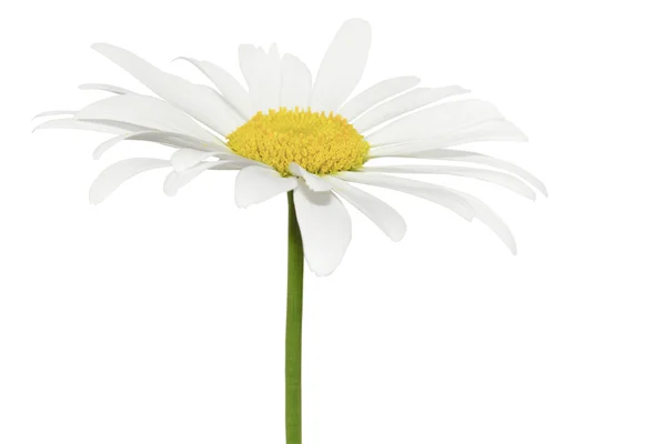 Daisy isolerade — Stockfoto