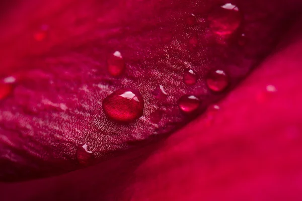 Rosa roja — Foto de Stock