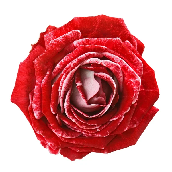 Motley red rose — Stock Photo, Image