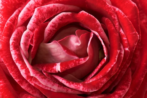 Blotchy red rose close-up — Stock Photo, Image