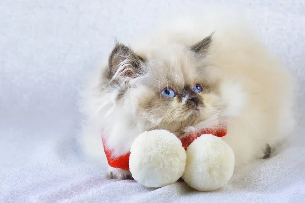 Gatito con bufanda — Foto de Stock