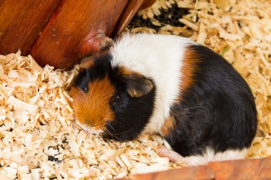 Seçme a evde beslenen hayvan eskiden şiling şimdi domuz (Cavia porcellus) olduğunu.