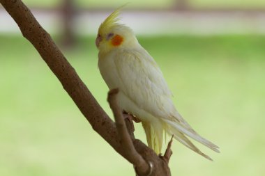 Beyaz kakadu, levrek oturan