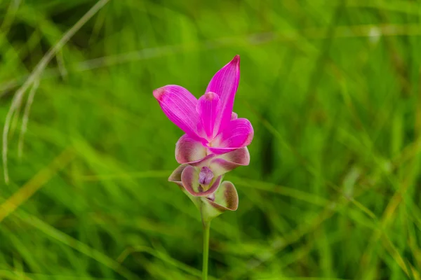 Um monte de flores. — Fotografia de Stock