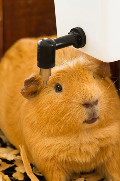 Cavia (Cavia avondrood) is een populaire huisdier. — Stockfoto