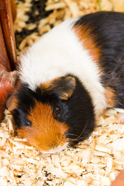 Cavia (Cavia avondrood) is een populaire huisdier. — Stockfoto