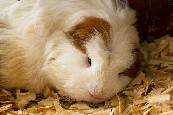 Cavia (Cavia avondrood) is een populaire huisdier. — Stockfoto