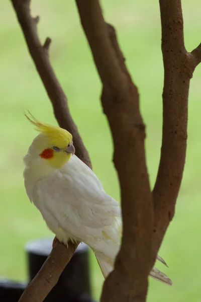 Kakadu bílý, sedící na bidýlko — Stock fotografie