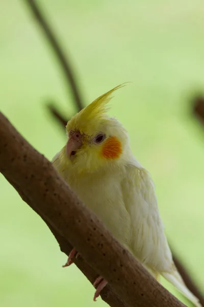Cockatoo bianco, seduto sul trespolo — Foto Stock