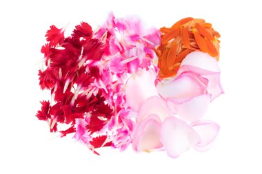 Yaprakları renkli grup izole beyaz arka plan üzerinde