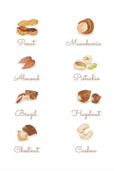 Watercolour hand painting Peanut, Macadamia, Almond, Pistachio,Brazil, Hazelnut, Chestnut and Cashew isolate on white background. — Stock Photo, Image
